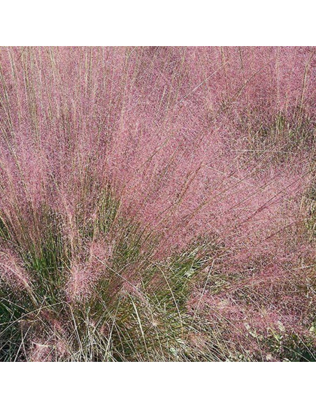 Eragrostis spectabilis Miłka okazała