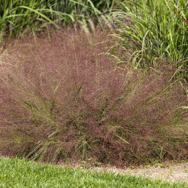 Eragrostis spectabilis okazała Miłka