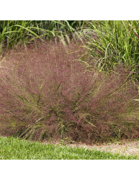 Eragrostis spectabilis okazała Miłka