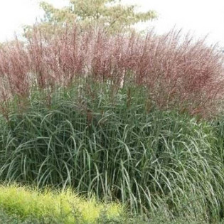 Miskant chiński Kleine Fontane Miscanthus sinensis