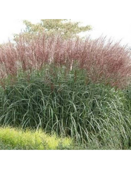 Miskant chiński Kleine Fontane Miscanthus sinensis