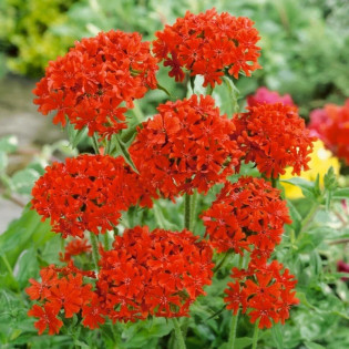 Firletka chalcedońska Lychnis chalcedonica