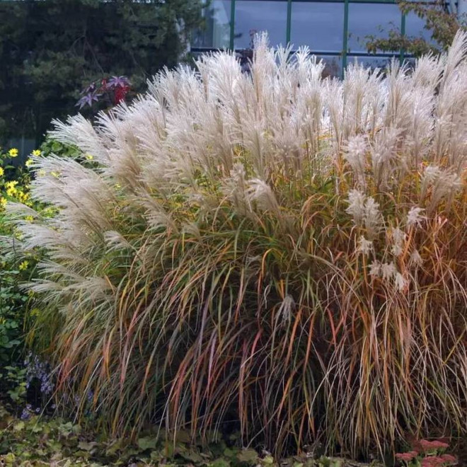 Kleine Fontane Miscanthus sinensis Miskant chiński
