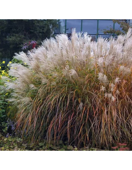 Kleine Fontane Miscanthus sinensis Miskant chiński