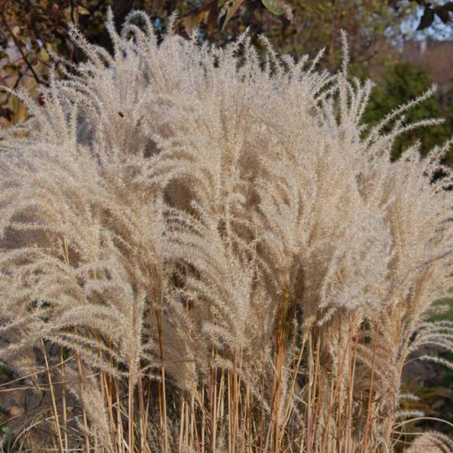 Miskant chiński Miscanthus sinensis Kleine Fontane