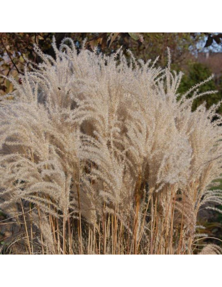 Miskant chiński Miscanthus sinensis Kleine Fontane