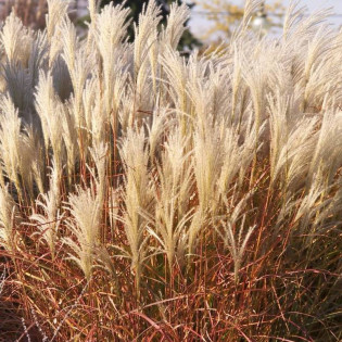 Miskant chiński Huron Sunrise Miscanthus sinensis