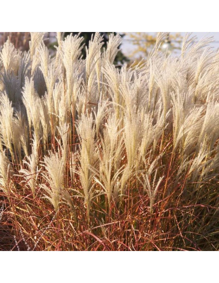 Miskant chiński Huron Sunrise Miscanthus sinensis