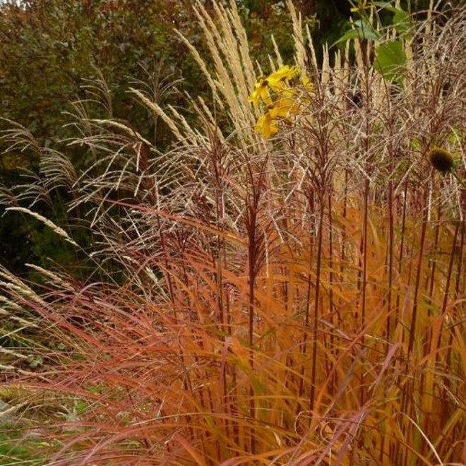 Huron Sunrise Miscanthus sinensis Miskant chiński