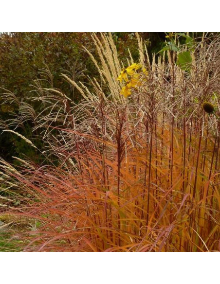 Huron Sunrise Miscanthus sinensis Miskant chiński