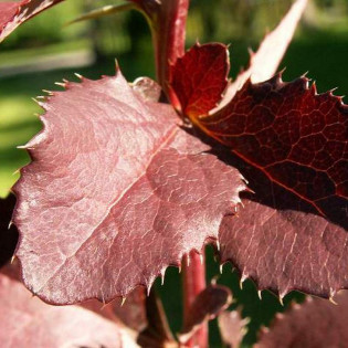 Berberys chopinii Berberys Chopina Mazurek