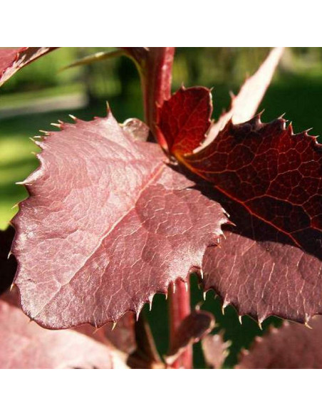 Berberys chopinii Berberys Chopina Mazurek
