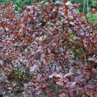 Berberys chopinii Berberys Chopina Mazurek 2