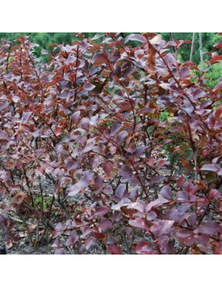 Berberys chopinii Mazurek Berberys Chopina