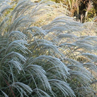 Miskant chiński Herman Mussel Miscanthus sinensis