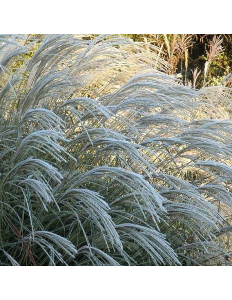 Miskant chiński Herman Mussel Miscanthus sinensis