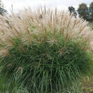 Miskant chiński Herman Mussel Miscanthus sinensis 2