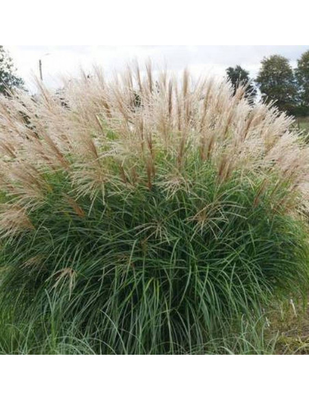 Herman Mussel Miscanthus sinensis Miskant chiński