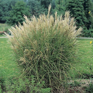 Graziella Miscanthus sinensis Miskant chiński