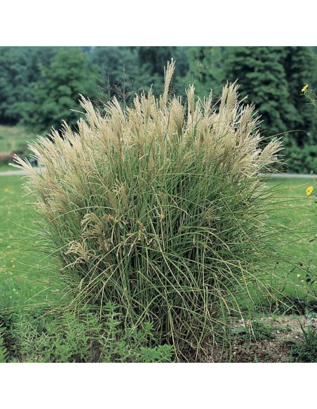 Graziella Miscanthus sinensis Miskant chiński