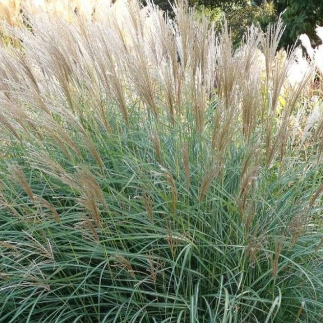 Miskant chiński Graziella Miscanthus sinensis