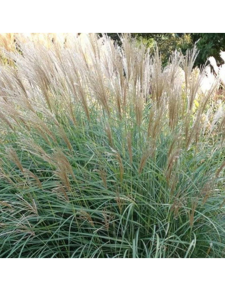 Miskant chiński Graziella Miscanthus sinensis