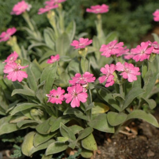 Firletka jowiszowa Peggy Lychnis flos-jovis nana