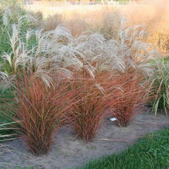 Miskant chiński Miscanthus sinensis Graziella