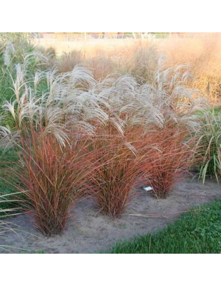 Miskant chiński Miscanthus sinensis Graziella