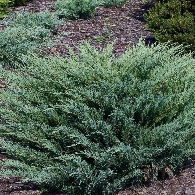 Jałowiec sabiński Juniperus sabina krzew