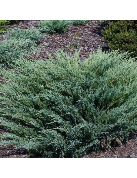 Jałowiec sabiński Juniperus sabina krzew