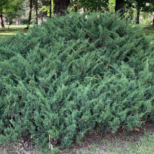 Juniperus sabina Jałowiec sabiński