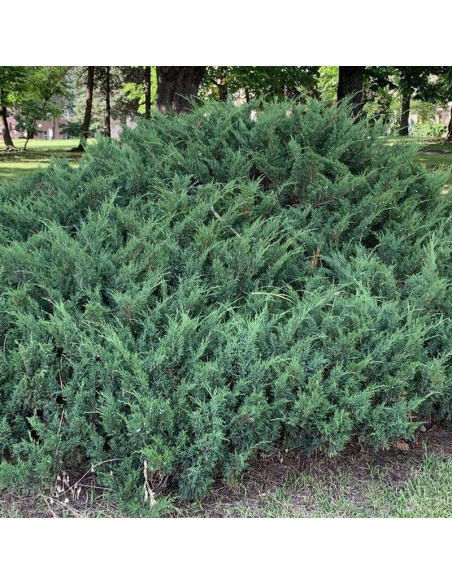 Juniperus sabina Jałowiec sabiński