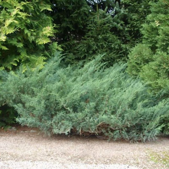 Jałowiec sabiński Juniperus sabina rośliny iglaste