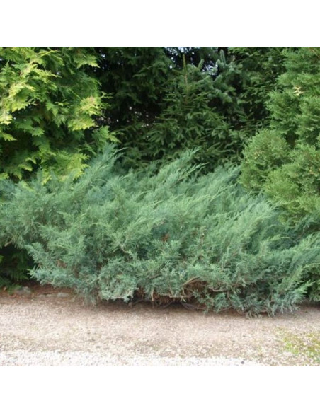 Jałowiec sabiński Juniperus sabina rośliny iglaste