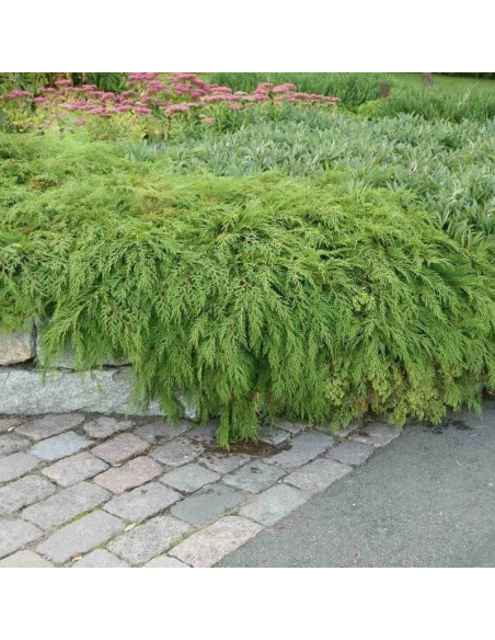 syberyjska Mikrobiota Microbiota decussata