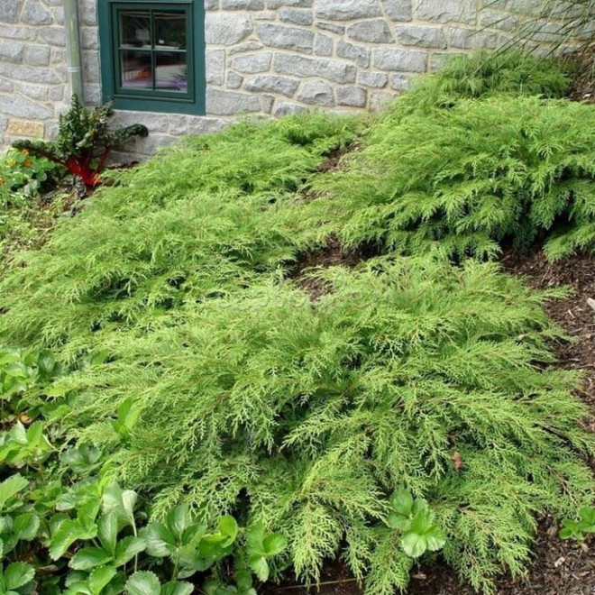 Microbiota decussata Mikrobiota syberyjska