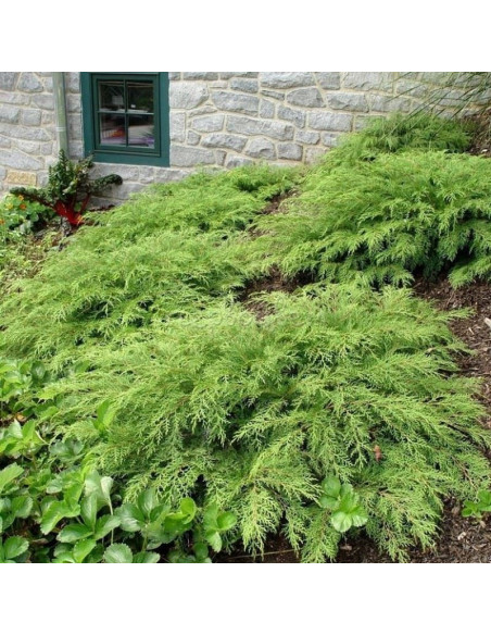 Microbiota decussata Mikrobiota syberyjska