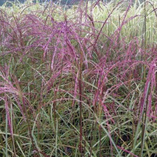 Flamingo Miscanthus sinensis Miskant chiński 2