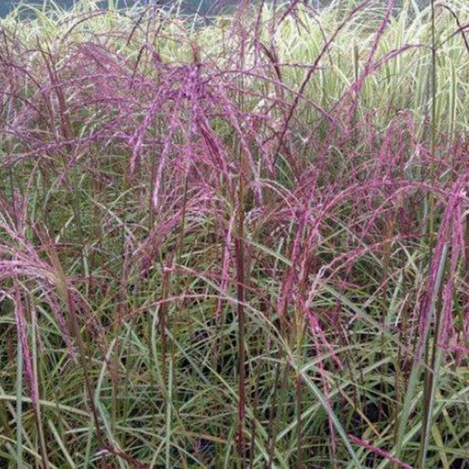 Miskant chiński Flamingo Miscanthus sinensis