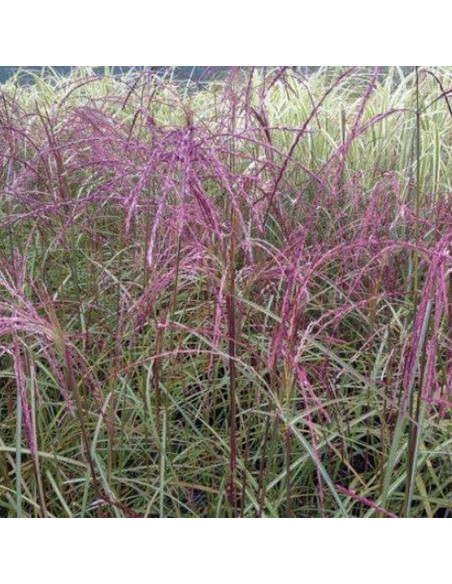 Miskant chiński Flamingo Miscanthus sinensis