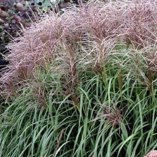 Flamingo Miscanthus sinensis Miskant chiński