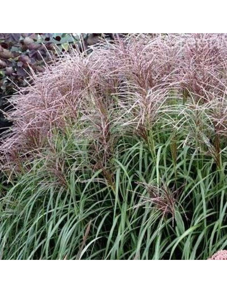 Flamingo Miscanthus sinensis Miskant chiński