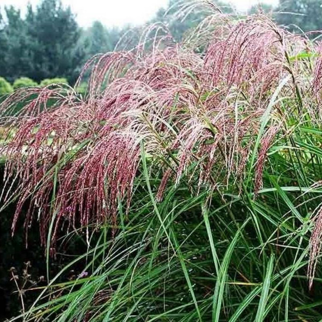 Miskant chiński Miscanthus sinensis Flamingo
