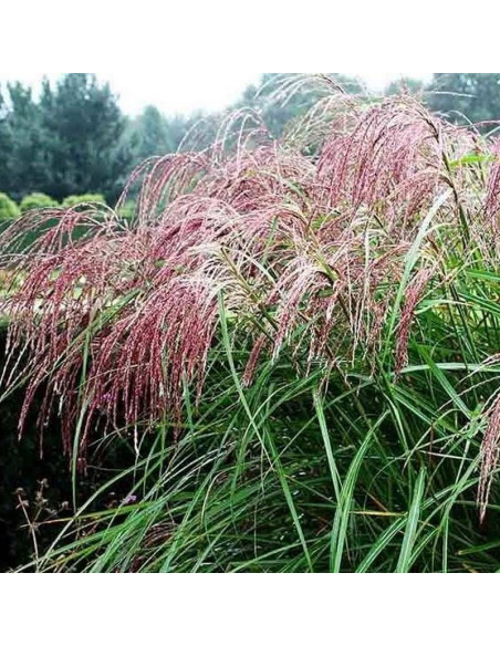 Miskant chiński Miscanthus sinensis Flamingo