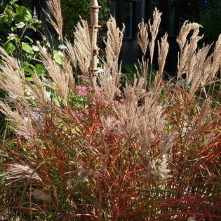 Miskant chiński Ferner Osten Miscanthus sinensis