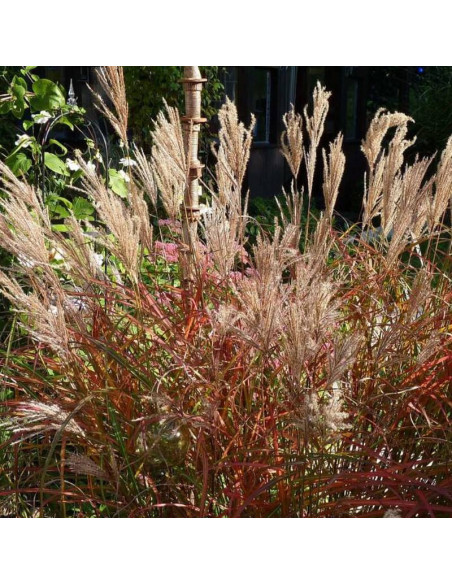 Miskant chiński Ferner Osten Miscanthus sinensis