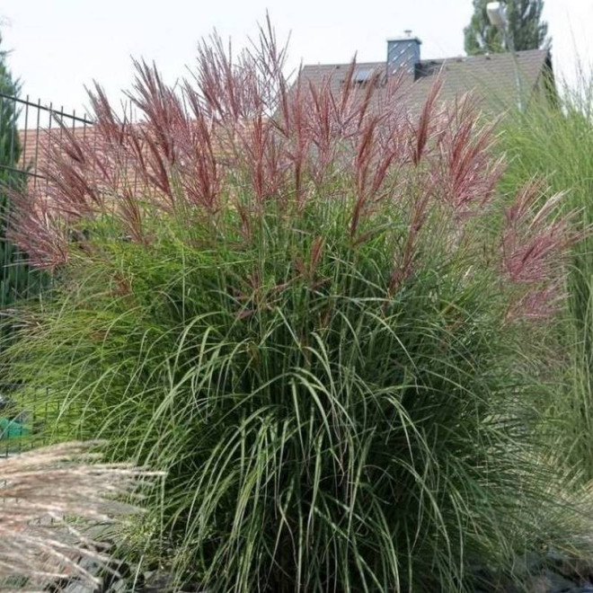 Ferner Osten Miscanthus sinensis Miskant chiński