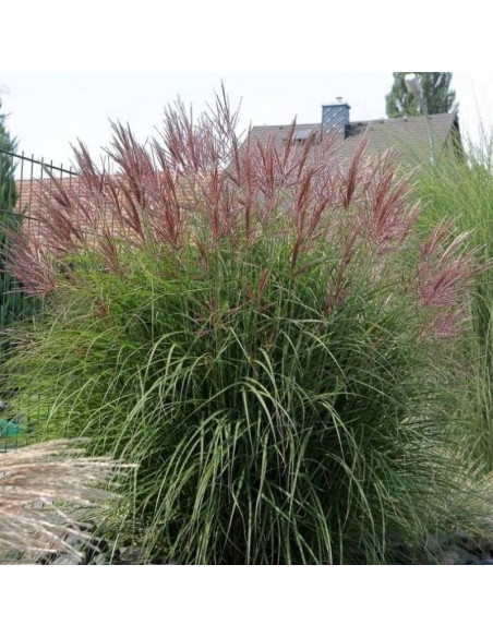 Ferner Osten Miscanthus sinensis Miskant chiński