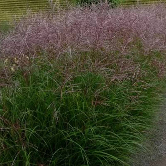 Miskant chiński Miscanthus sinensis Ferner Osten